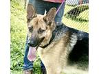 Adopt Trooper a Black - with Tan, Yellow or Fawn German Shepherd Dog / Mixed dog