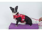 Adopt Jynx a Black - with White Rat Terrier / Mixed dog in Shadow Hills