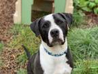 Adopt Ben a Black - with White Pit Bull Terrier / Staffordshire Bull Terrier /