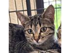 Adopt Flynn a Domestic Shorthair / Mixed cat in Rocky Mount, VA (39092385)