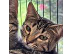 Adopt Sailor a Domestic Shorthair / Mixed cat in Rocky Mount, VA (39092386)