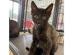 Adopt Duke a Domestic Shorthair / Mixed cat in Rocky Mount, VA (39113052)