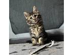 Adopt Sassafrass a Domestic Shorthair / Mixed cat in Rocky Mount, VA (39102421)