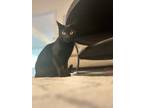 Adopt Luna a All Black Bombay / Mixed (short coat) cat in Apex, NC (39262917)