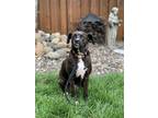 Adopt Shocka a Black Terrier (Unknown Type, Medium) / Mixed dog in Brooklyn