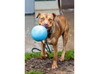 Adopt Rice Cake a Red/Golden/Orange/Chestnut Mixed Breed (Large) / Mixed dog in