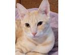 Adopt TIGER a Orange or Red Tabby Tabby (short coat) cat in Brea, CA (39261677)