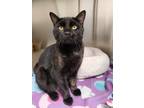 Adopt Ellis a All Black Domestic Shorthair / Domestic Shorthair / Mixed cat in