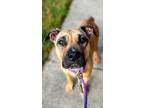 Adopt Sasha a Tan/Yellow/Fawn Mixed Breed (Large) / Mixed dog in Cincinnati