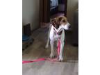 Adopt Flannery a Tricolor (Tan/Brown & Black & White) Foxhound / Mixed dog in
