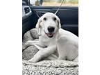 Adopt Chadwell a White Great Pyrenees / Mixed dog in White Settlement