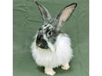 Adopt Patches a Black English Spot / Mixed (long coat) rabbit in Antioch