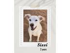 Adopt Sissi a White Retriever (Unknown Type) dog in Lukeville, AZ (39252002)