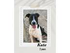 Adopt Kate a Black - with White Pit Bull Terrier dog in Lukeville, AZ (39251995)