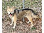 Adopt Asha a White Siberian Husky / Australian Cattle Dog dog in WATERLOO