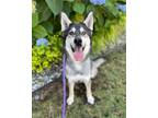 Adopt Mila a Black - with White Husky / Siberian Husky / Mixed dog in Lynnwood