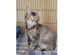 Adopt Veronica a Calico or Dilute Calico Domestic Shorthair (short coat) cat in