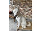 Adopt Susi a White Husky / Mixed dog in Pensacola, FL (39254840)