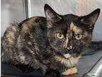 Adopt Sinyaok a Domestic Shorthair / Mixed (short coat) cat in Fort Lupton