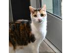 Adopt Meme a Tan or Fawn Domestic Shorthair / Domestic Shorthair / Mixed cat in