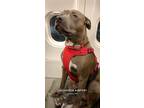 Adopt Bentley a Gray/Blue/Silver/Salt & Pepper American Pit Bull Terrier / Hound