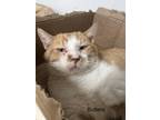 Adopt Butters a Domestic Shorthair / Mixed (short coat) cat in Pittsfield