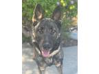 Adopt Chanell a German Shepherd Dog dog in Discovery Bay, CA (39189853)