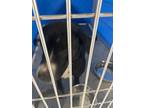 Adopt Bear a Black Mixed Breed (Medium) dog in Whiteville, NC (39247333)