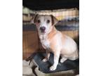 Adopt Bonnie a Tan/Yellow/Fawn - with White Corgi / Pit Bull Terrier / Mixed dog