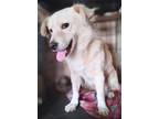 Adopt Dennis a Tan/Yellow/Fawn Eskimo Dog / Samoyed / Mixed dog in Chula Vista