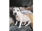 Adopt Clyde a White Corgi / Pit Bull Terrier / Mixed dog in Chula Vista