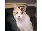 Adopt Ficus a White Domestic Shorthair / Domestic Shorthair / Mixed cat in