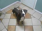 Adopt Kronk a Brindle - with White Terrier (Unknown Type