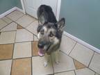 Adopt Wolfsbane a Black - with Tan, Yellow or Fawn German Shepherd Dog / Mixed