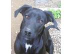 Adopt Black Jack a Black - with White Labrador Retriever / Collie / Mixed dog in