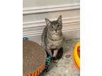 Adopt Ashley a Gray, Blue or Silver Tabby Domestic Shorthair (short coat) cat in