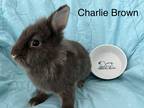 Adopt Charlie Brown a Cinnamon Lionhead / Mixed (medium coat) rabbit in West