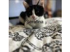 Adopt Serafina a Black & White or Tuxedo Domestic Shorthair (short coat) cat in