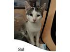 Adopt Sol a Brown Tabby Domestic Shorthair (short coat) cat in Toms River