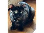 Adopt Maris a Tortoiseshell Domestic Shorthair cat in New York, NY (39238555)