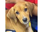 Adopt Jack-Jack a Brown/Chocolate Mixed Breed (Medium) / Mixed dog in Atlanta