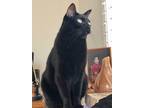 Adopt Luca a All Black American Shorthair / Mixed (short coat) cat in Arcadia