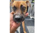 Adopt Xena a Brown/Chocolate Mixed Breed (Medium) dog in Whiteville