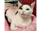 Adopt CUPCAKE a Black & White or Tuxedo Domestic Shorthair (short coat) cat in