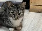 Adopt Sophie a Tan or Fawn Tabby Domestic Shorthair (short coat) cat in Akron
