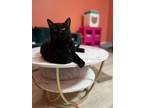 Adopt Pogo a All Black Domestic Shorthair (short coat) cat in Akron