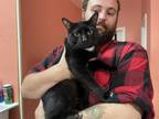Adopt Chuck a All Black Domestic Shorthair (short coat) cat in Akron