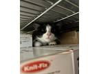 Adopt vicky a Black & White or Tuxedo Domestic Shorthair (short coat) cat in