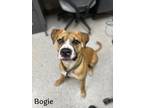 Adopt Bogie a Tan/Yellow/Fawn Boxer / Mixed Breed (Medium) / Mixed (short coat)