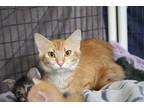 Adopt Annelle a Orange or Red Domestic Mediumhair (medium coat) cat in House